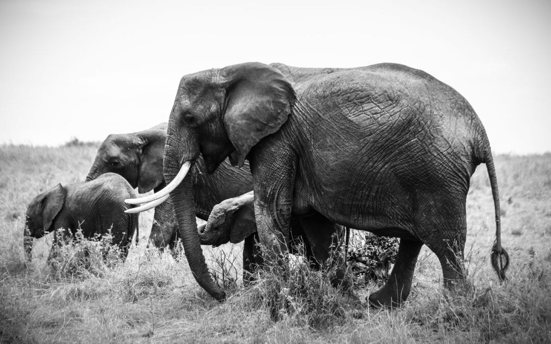 Über Elefanten und individuelle Wahrnehmungsperspektiven